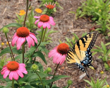 Native Plants at The History Center