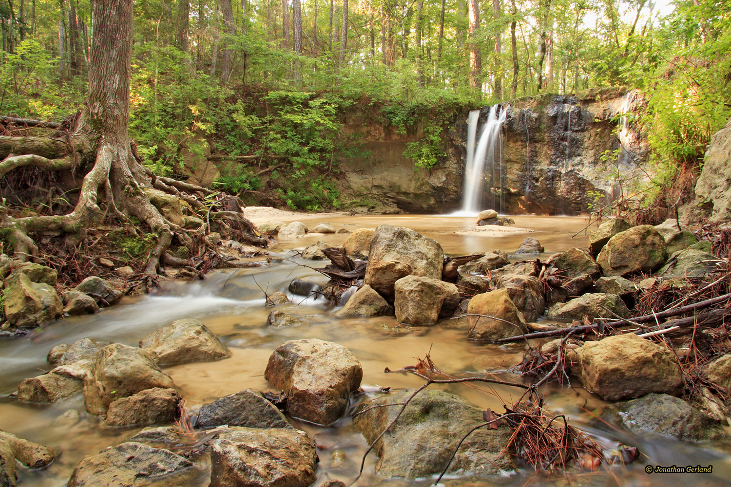 In Forest Land Special Places in the East Texas Pineywoods The History Center