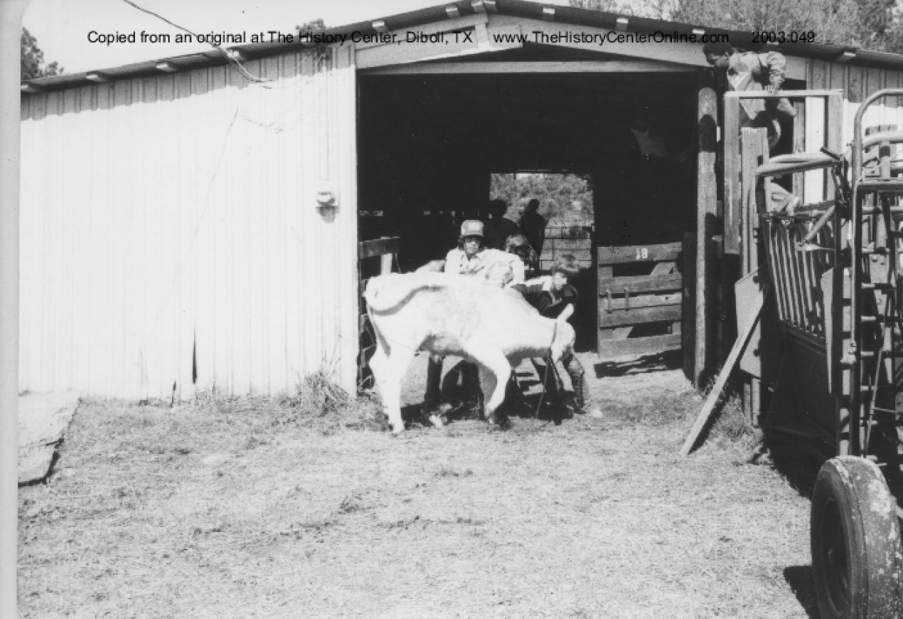 Student Bowman Dover Calf Barn