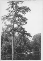 Angelina_County_Chamber_Photograph_281