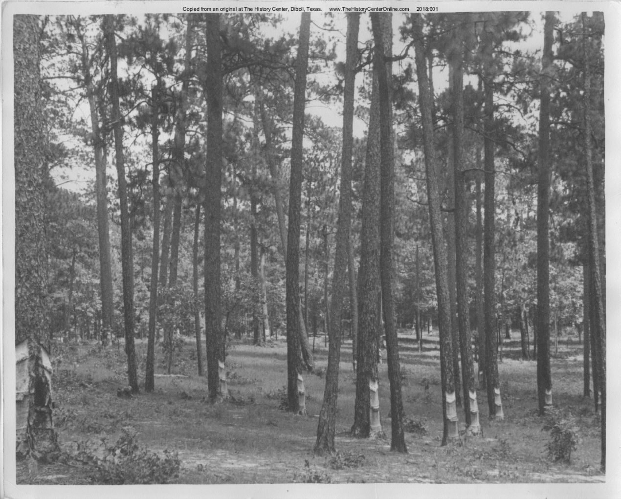 Angelina_County_Chamber_Photograph_268