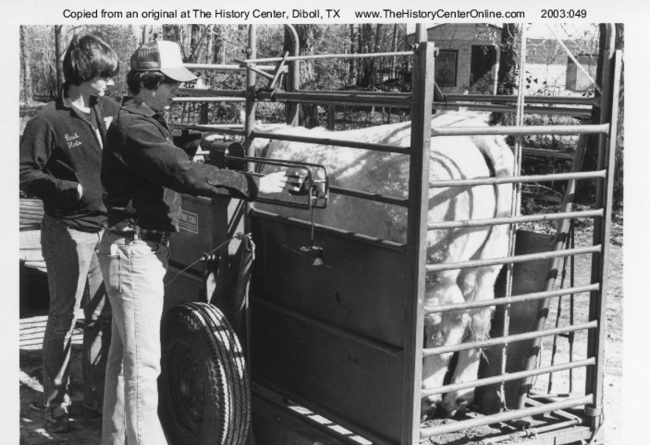 Students Hale Burnett Weighing Steer