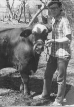 1986 Scott Ivey Steer