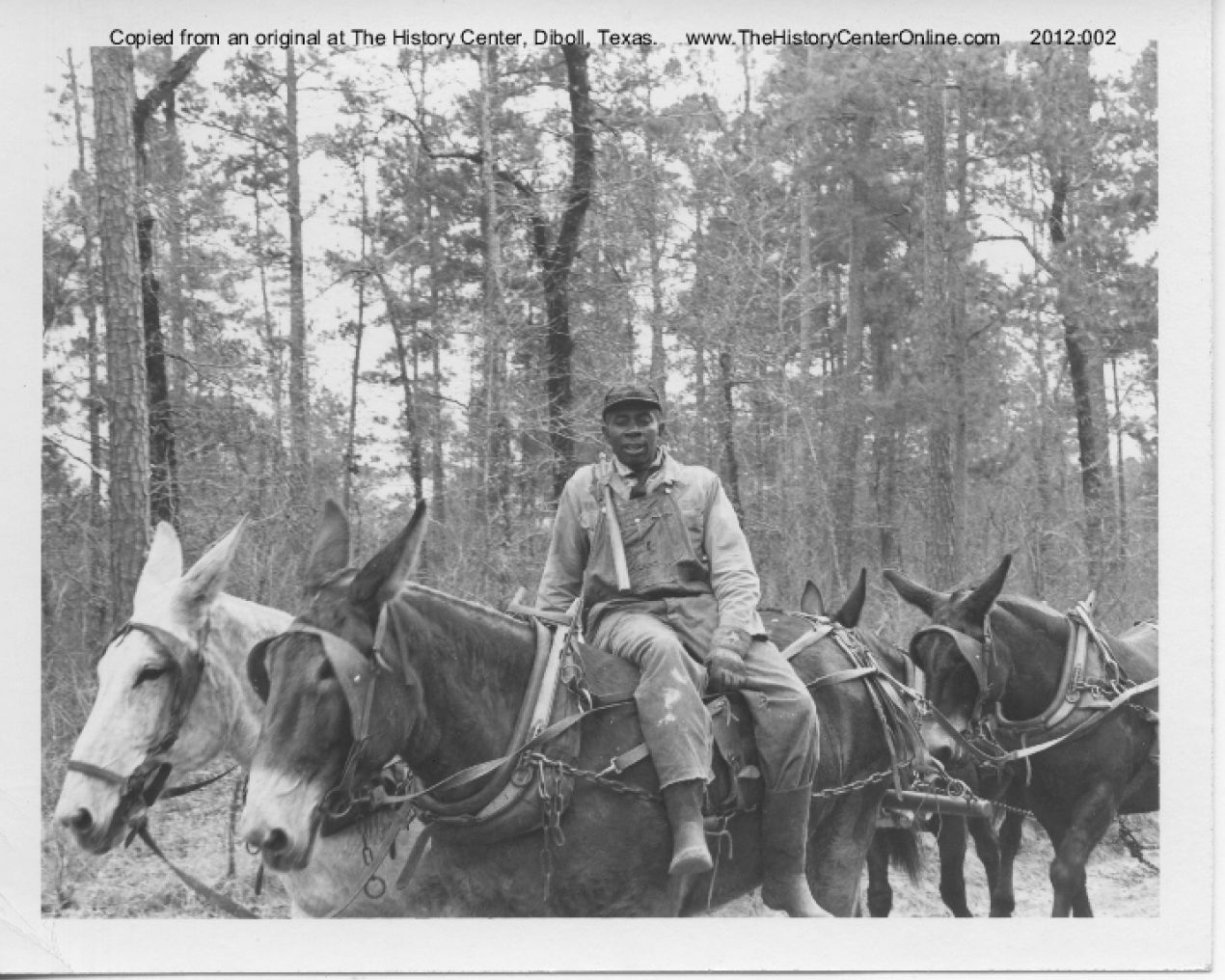 Namon_Calhoun_Mules