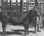 1986 Pete Hunt Steer