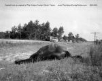 04_115b_Dead_Horse