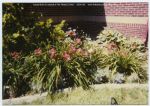 undated, Carr Villa with Houdini Daylilies