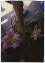 undated, Charlie Bonnie Baker, Flutterbye Daylilies