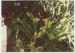 undated, Bauer Garden, Nosferatu Daylily