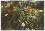undated, Rare Love Daylily