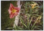 1982, Whopper Stopper Daylily