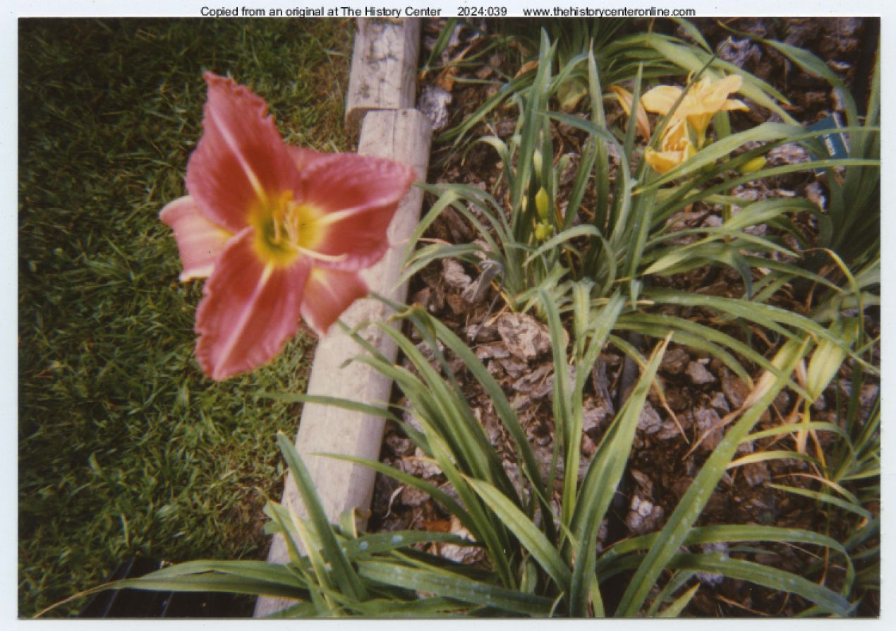 1982, Whopper Stopper Daylily