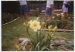 1991, Yellow Daylily Garden