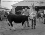 07 077a FFA Livestock Show