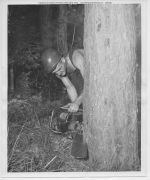 1950s, Early chainsaw use, by Jack Laws, ca