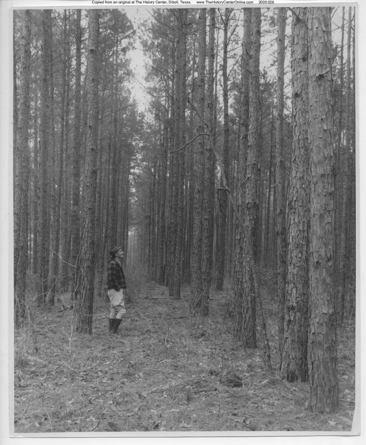 1944, Texas Forest Service promotional forest photograph