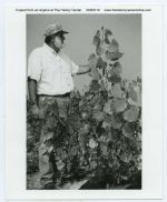 1996, Larry Miller at Cottonwood fertigation plot in Forest Lake, standing beside three month old Cottonwood, by Temple-Inland, Tyler County, Texas, July