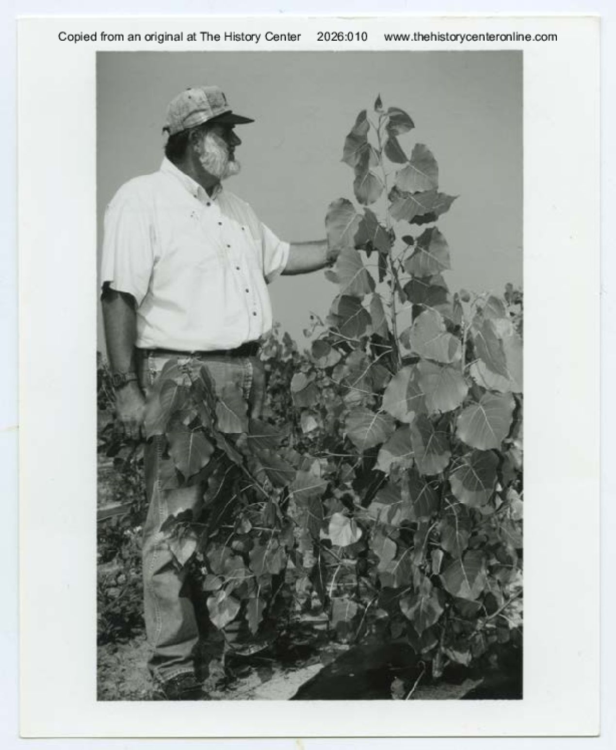 1996, Larry Miller at Cottonwood fertigation plot in Forest Lake, standing beside three month old Cottonwood, by Temple-Inland, Tyler County, Texas, July