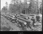 0194 american lumberman sp341.5 1907