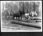 0055 american lumberman tex107 1903