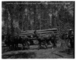02_075a_Logging_mules