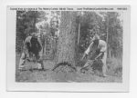02_064c_Crosscut_Saw