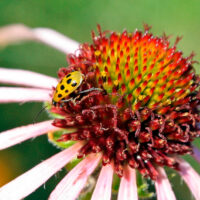 Native Plants at The History Center