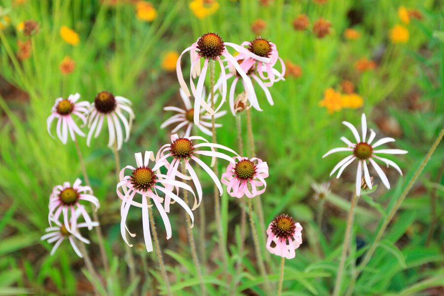  Spring 2014 Gardens of Color