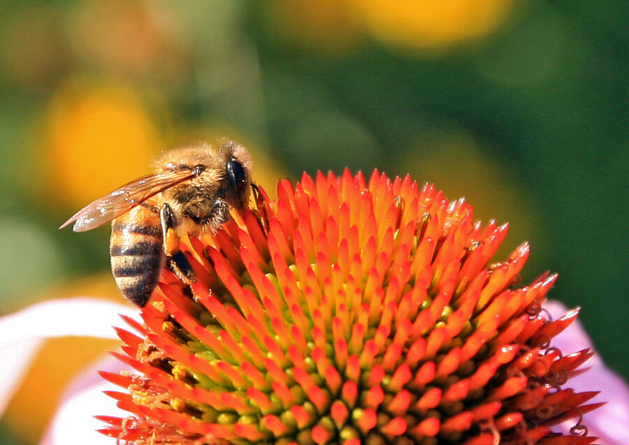  Spring 2014 Gardens of Color
