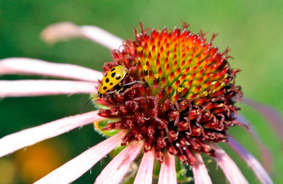  Spring 2014 Gardens of Color
