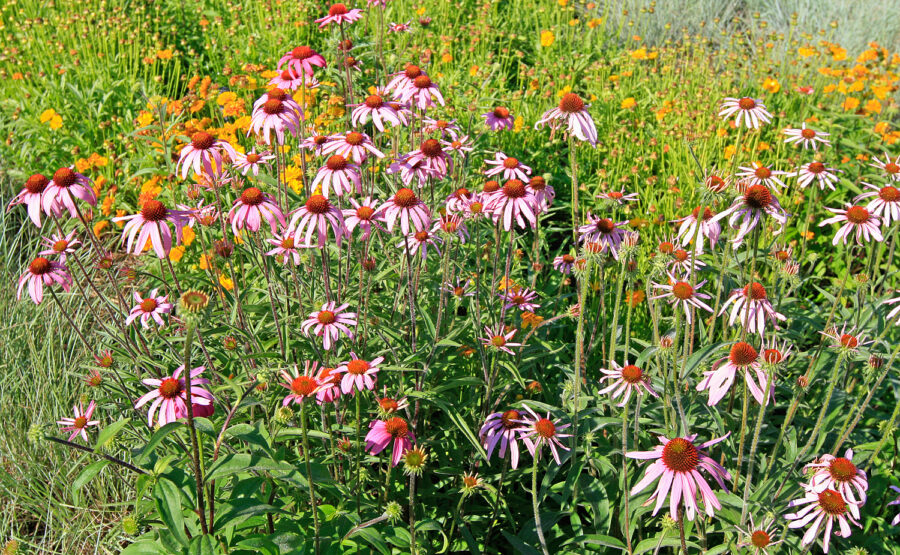  Spring 2014 Gardens of Color